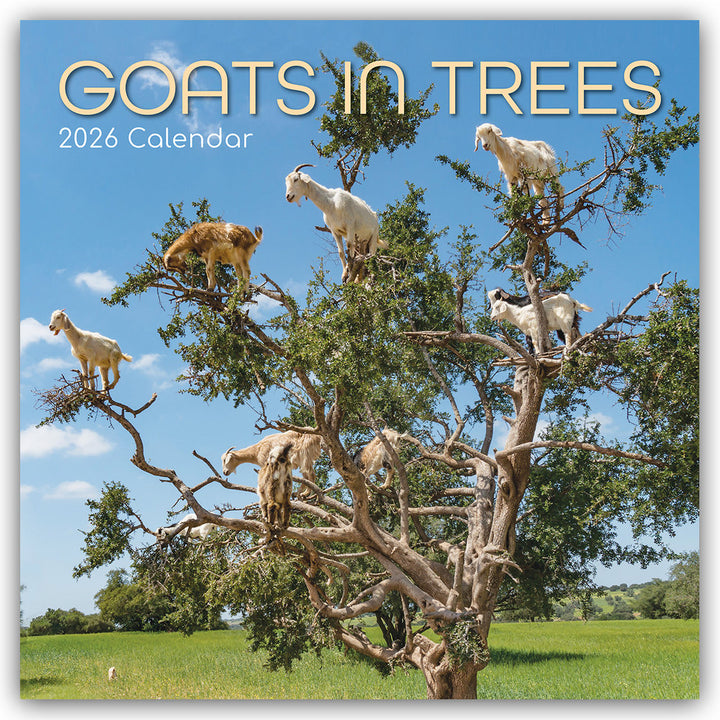 GOATS IN TREES Kalender 2026