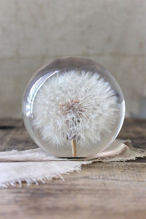 PUSTEBLUME Briefbeschwerer